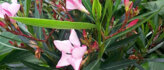 Mediterrane planten